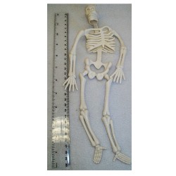 30cm skeleton